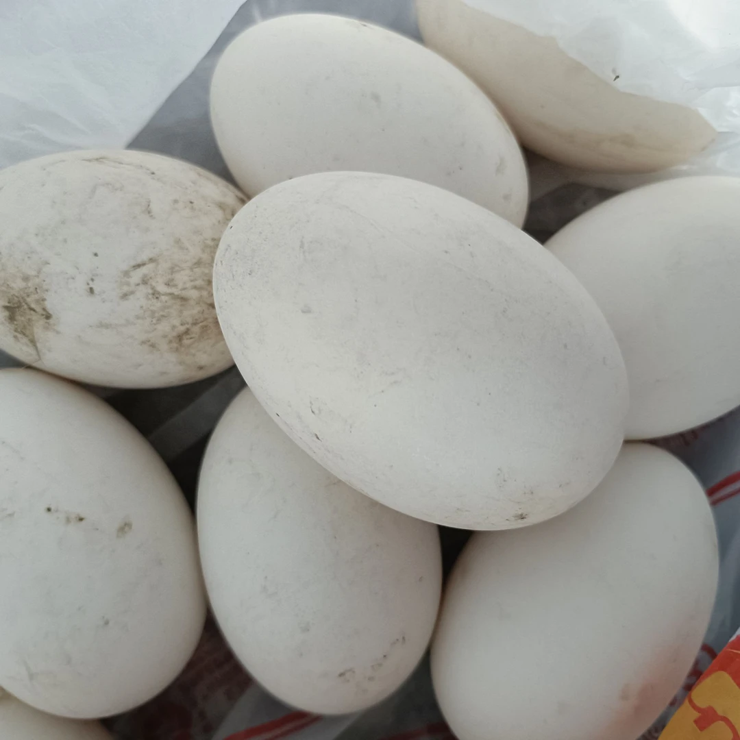 当涂农家散养鹅蛋