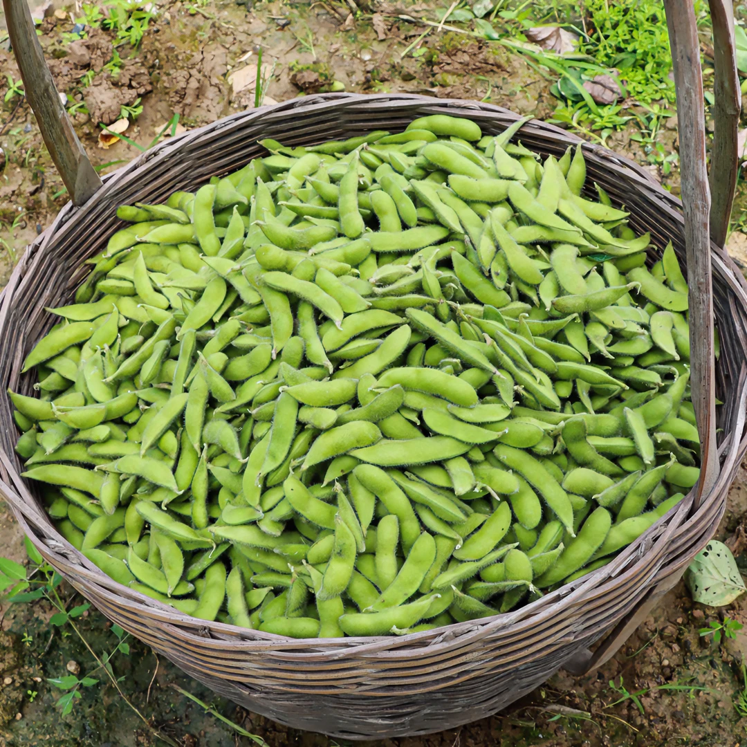 【顺丰包邮】江西辣椒毛豆农村老百姓自种带壳扁辣椒毛豆发货田豆