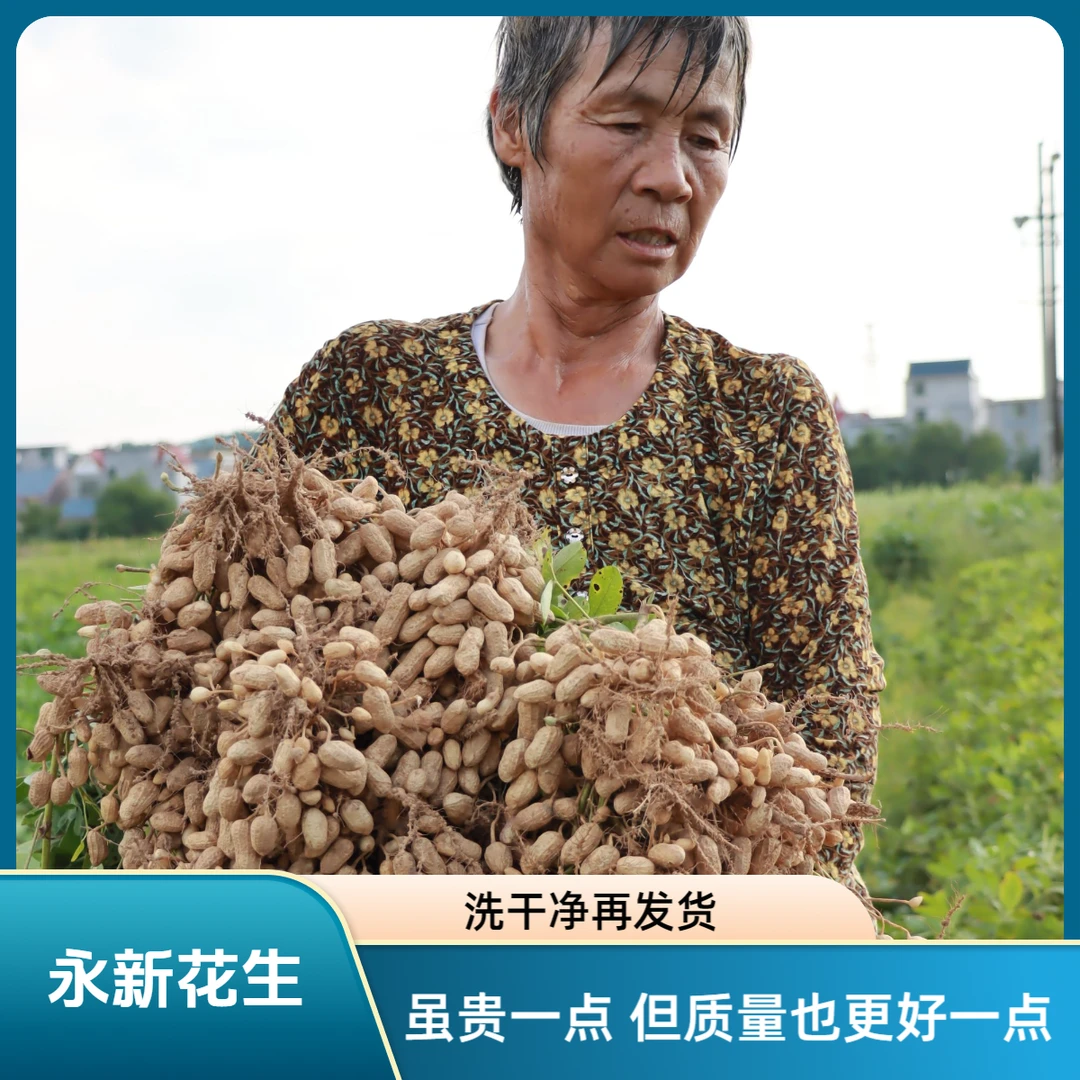 【顺丰包邮】2025头茬永新花生新鲜带壳花生农家自种白皮红皮湿花生