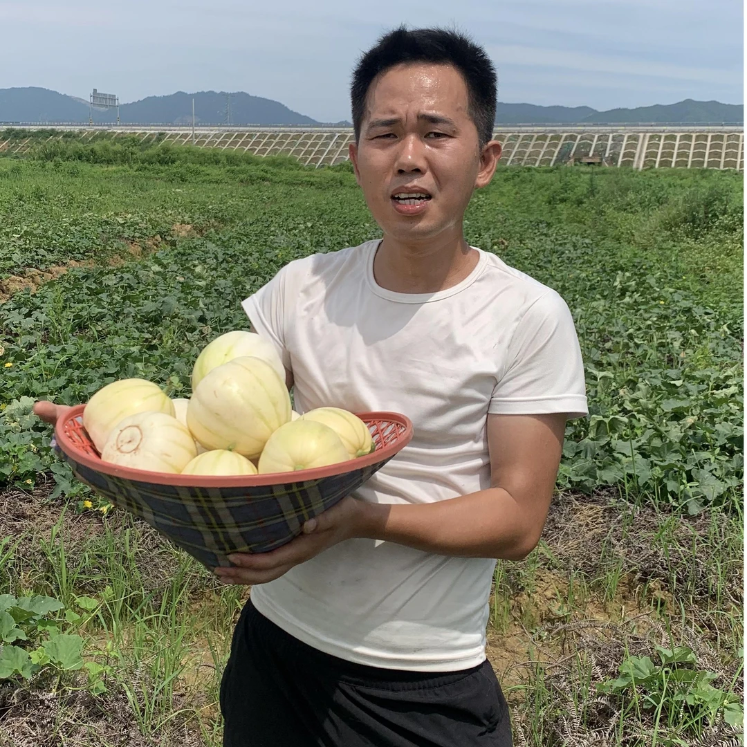 【顺丰包邮】永新金瓜甜瓜露天香瓜农家自种现摘现发当季水果乡巴佬