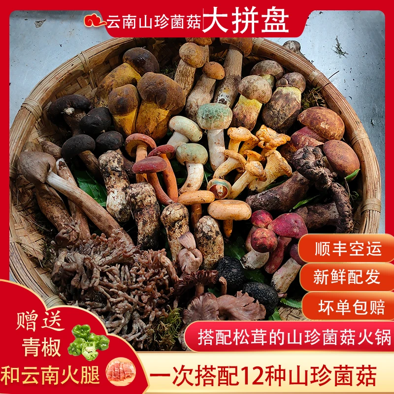 新鲜山珍菌菇组合云南野生食用菌子牛肝菌鸡枞松茸青头菌煲汤500g