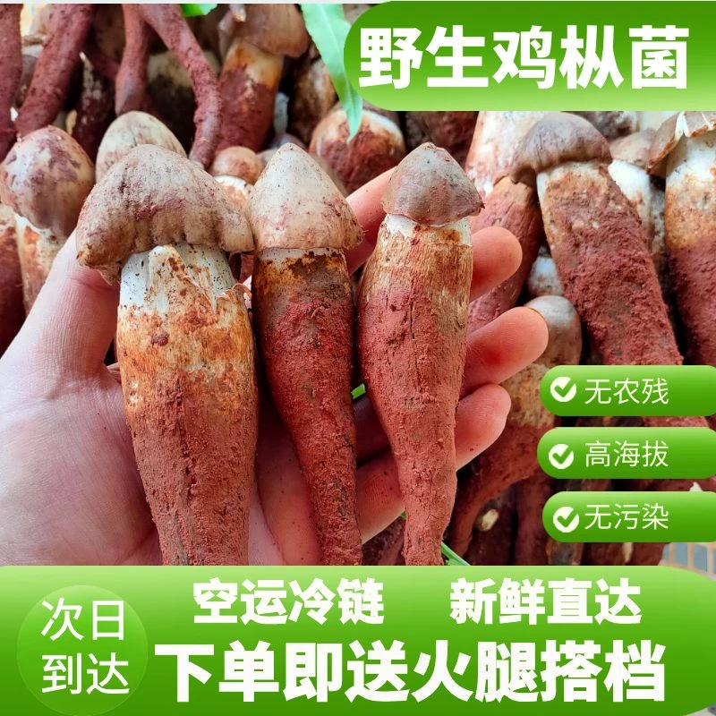新鲜鸡枞菌野生食用菌子斗鸡公农家自采炖鸡美食山珍美味250g