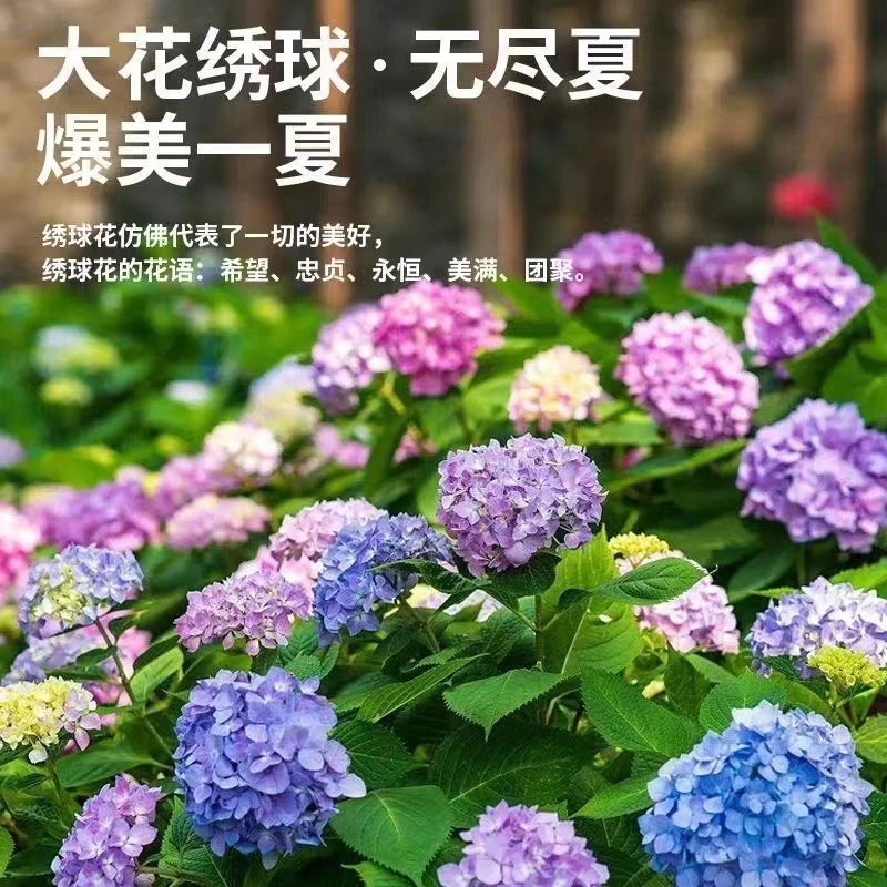 2.5年大苗【变色大师-无尽夏】（买3送1）大花绣球可变色调色耐寒送