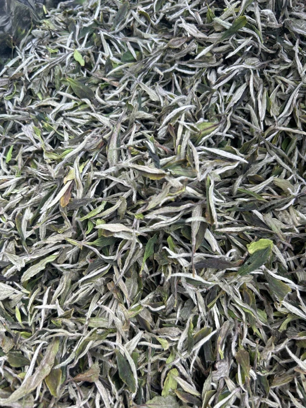 2023年头采春茶大豪福鼎白茶白牡丹500克茶叶