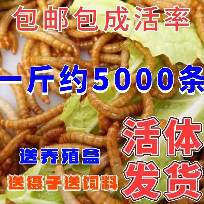 面包虫黄粉虫活体蜘蛛龙鱼饲料鱼饵仓鼠八哥话梅鸟打窝龟粮乌龟
