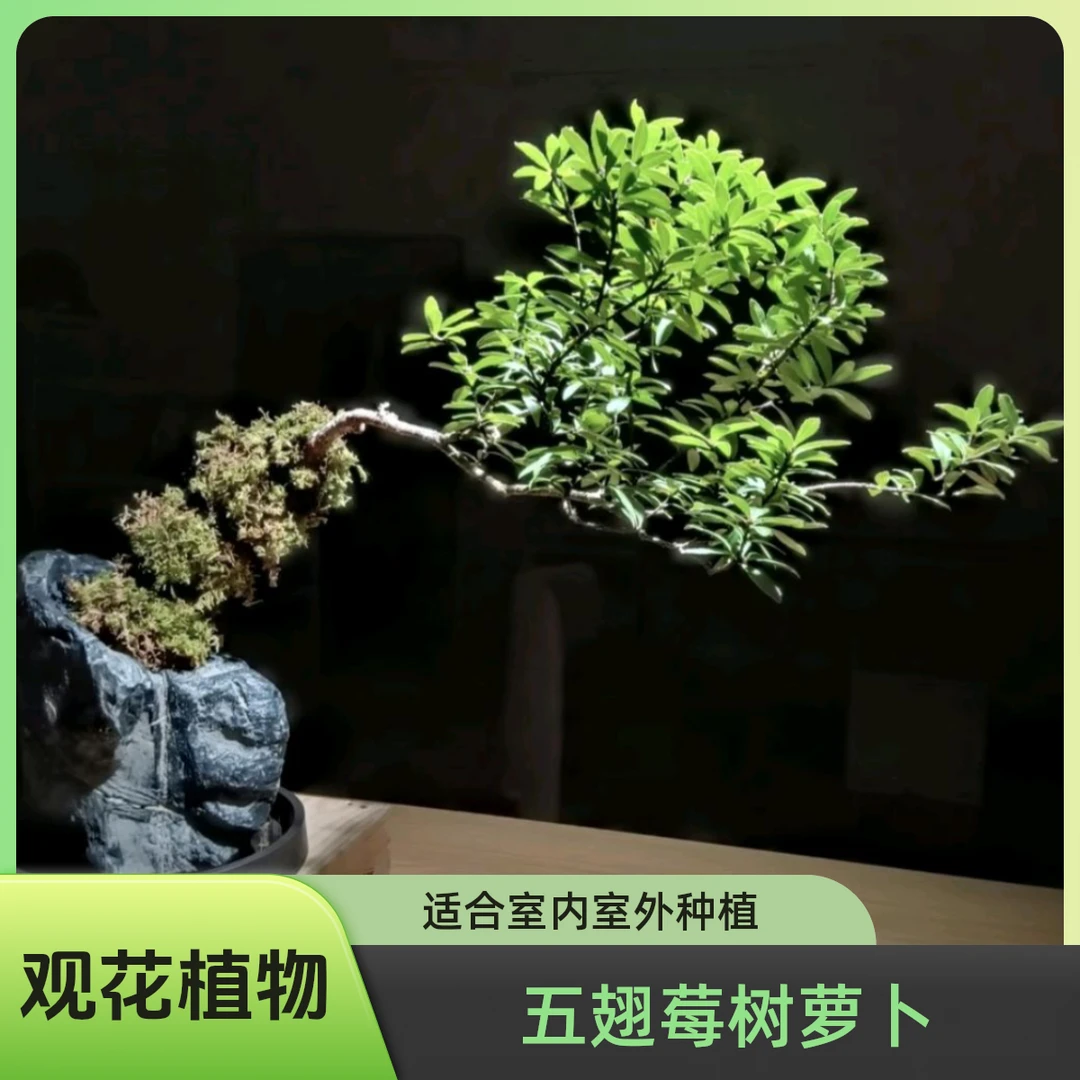 五翅莓 树萝卜 室内室外 南方北方 (一物一拍偏远地区不包邮)