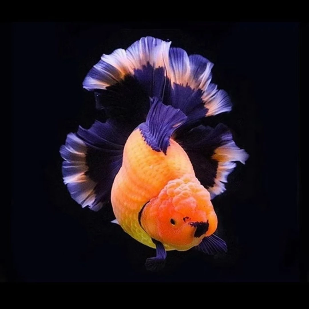 邮费两条一包一个邮费零下5度拍加热包，不退款，不是泰狮金鱼链接