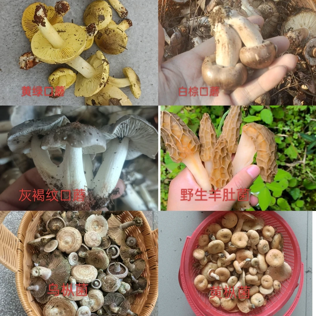 【哈啰】现摘各种野生菌野生山货