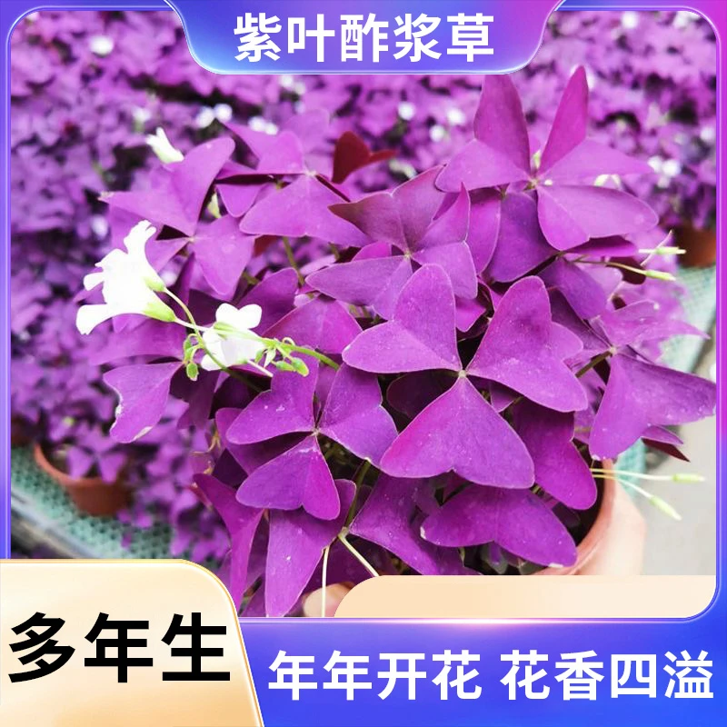 紫叶酢浆草种球多年生幸运草庭院绿植盆栽四季开花花期长