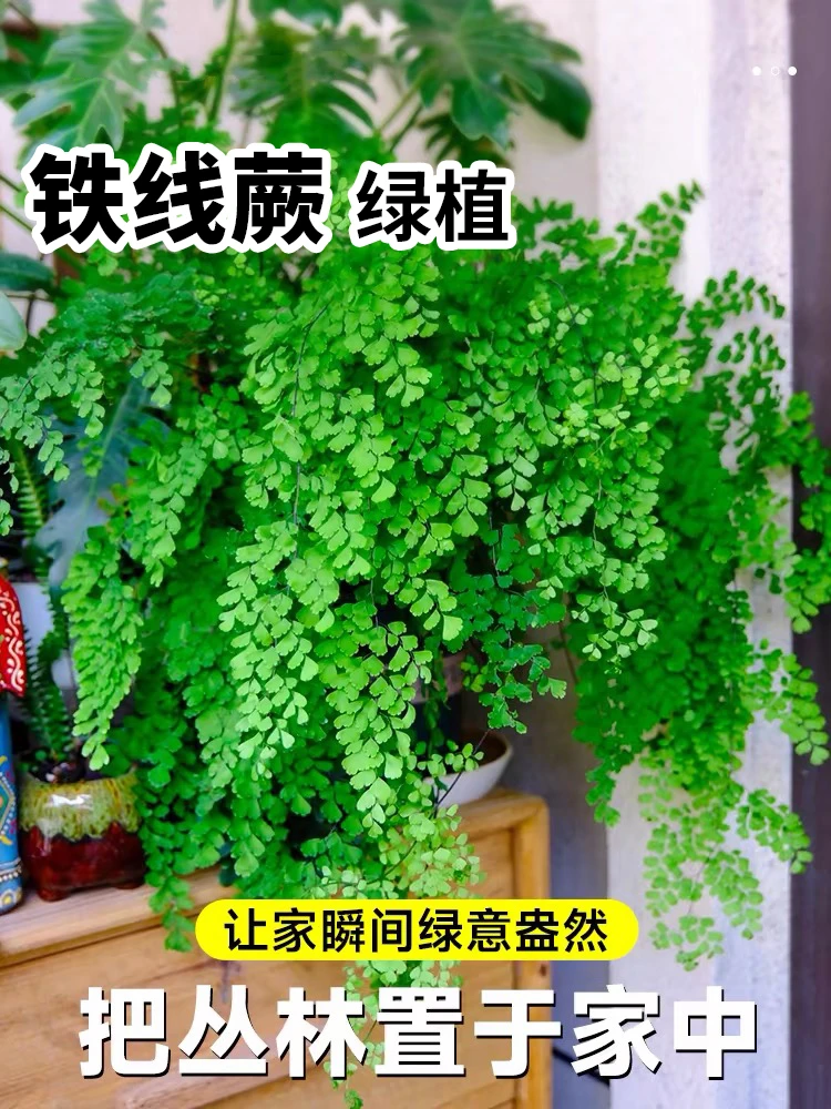 铁线蕨大颗飞雪盆栽净化空气绿植办公室植物耐阴好养四季常绿养护