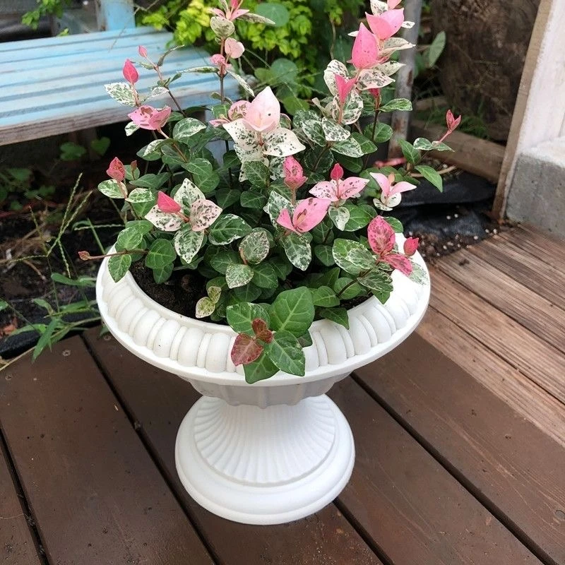 花叶络石四季五彩花卉盆栽彩络叶吊篮阳台爬藤苗绿植庭院植物垂吊