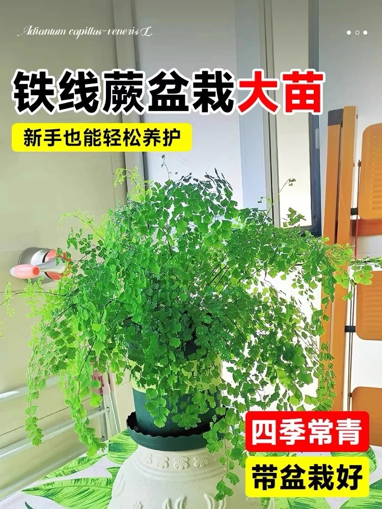 铁线蕨飞雪大苗盆栽客厅吸甲醛绿植铁丝草室内耐寒耐阴蕨类植物