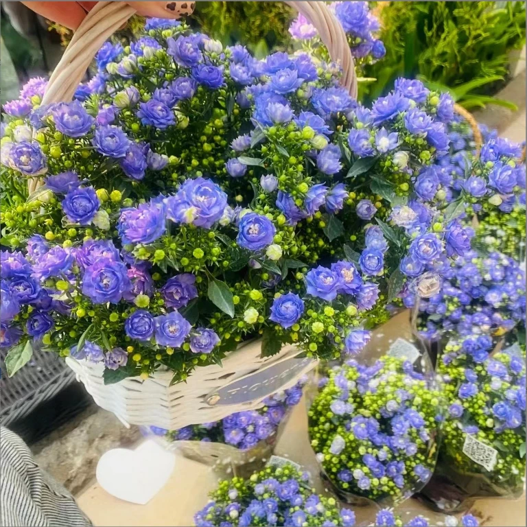 重瓣丹麦风铃阳台小仙女盆栽花卉多年生四季常开室内盆栽植物