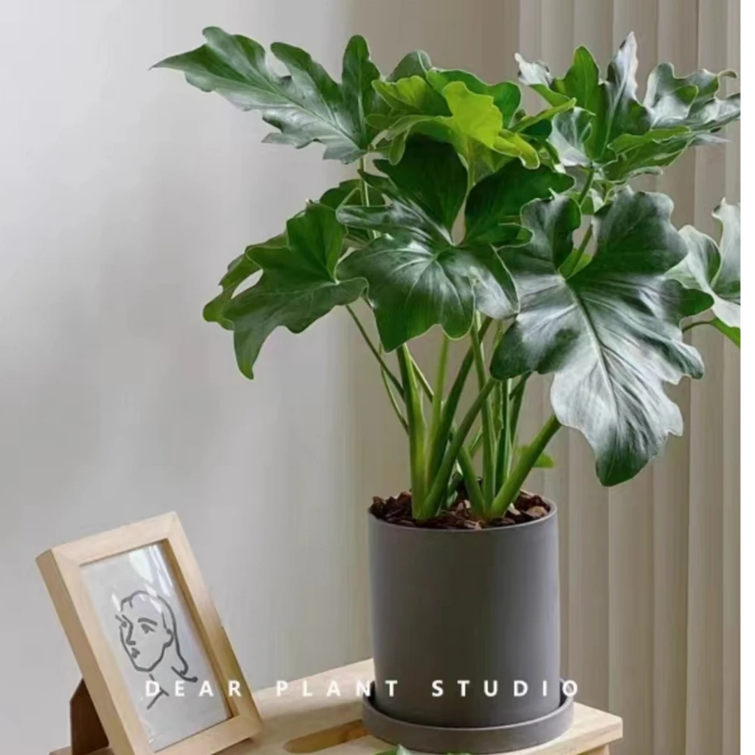 春羽绿植盆栽室内四季常绿观叶植物耐寒龙鳞春雨阳台办公桌清香型
