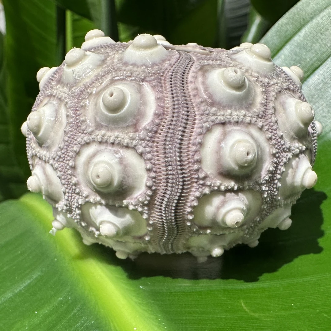 柳丁海胆  天然海胆壳 天然微瑕