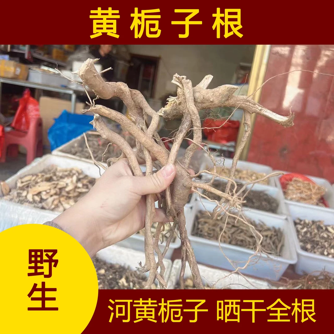 福建闽清雨晴农产品黄栀子根 栀子全根 河边小种黄栀子晒干