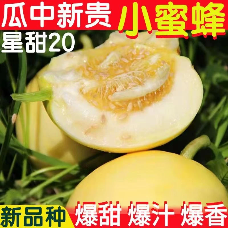 【百万专属顺丰包邮】星甜20脆甜蜜罐甜瓜新鲜小蜜蜂甜瓜香瓜蜜瓜