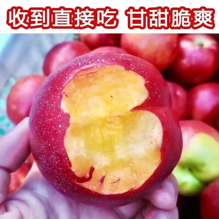 沂蒙山果园红油桃油桃大果脆甜多汁3斤新鲜
