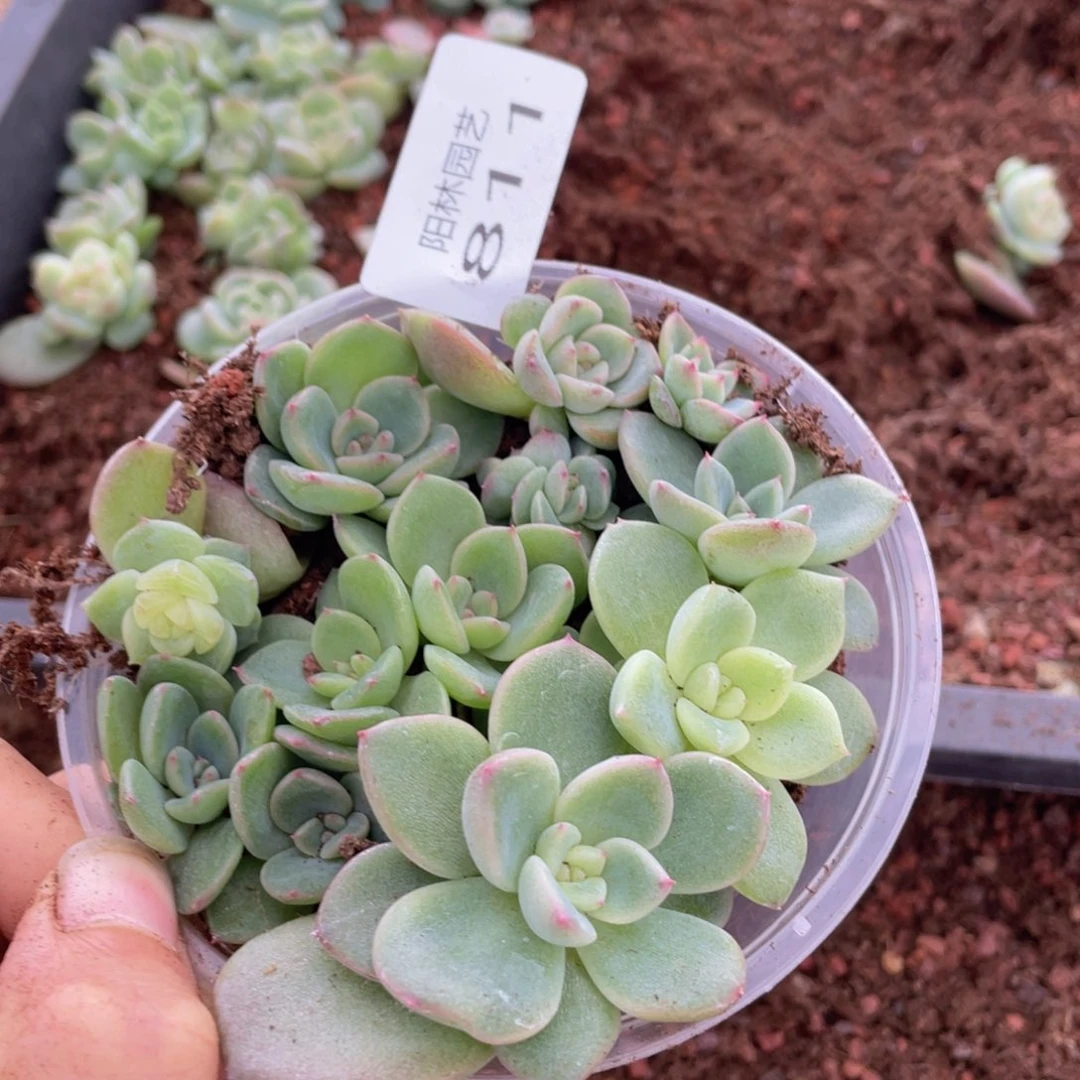 多肉植物多肉植物811