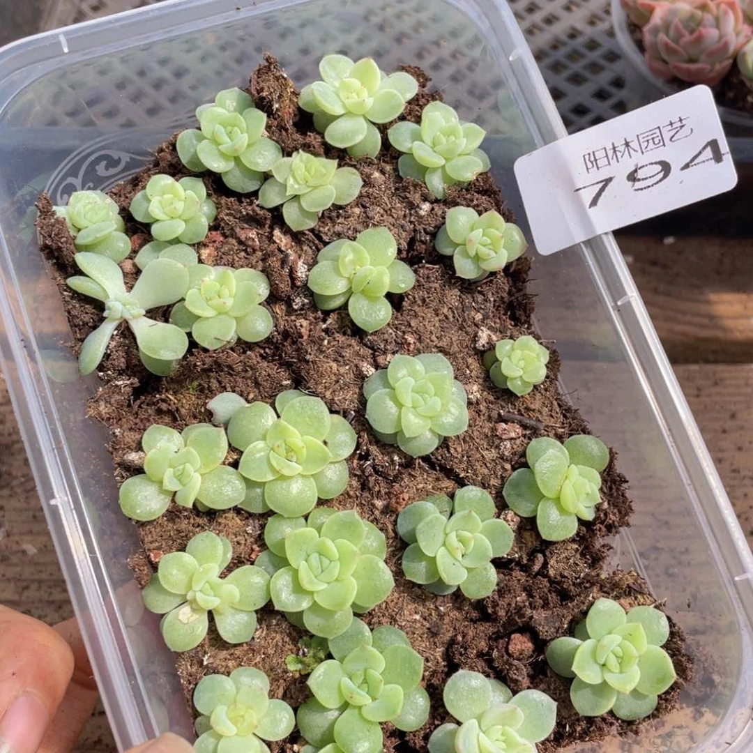 多肉植物多肉植物794
