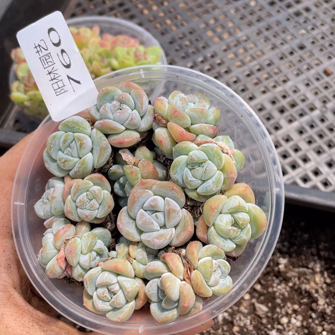 多肉植物多肉植物760