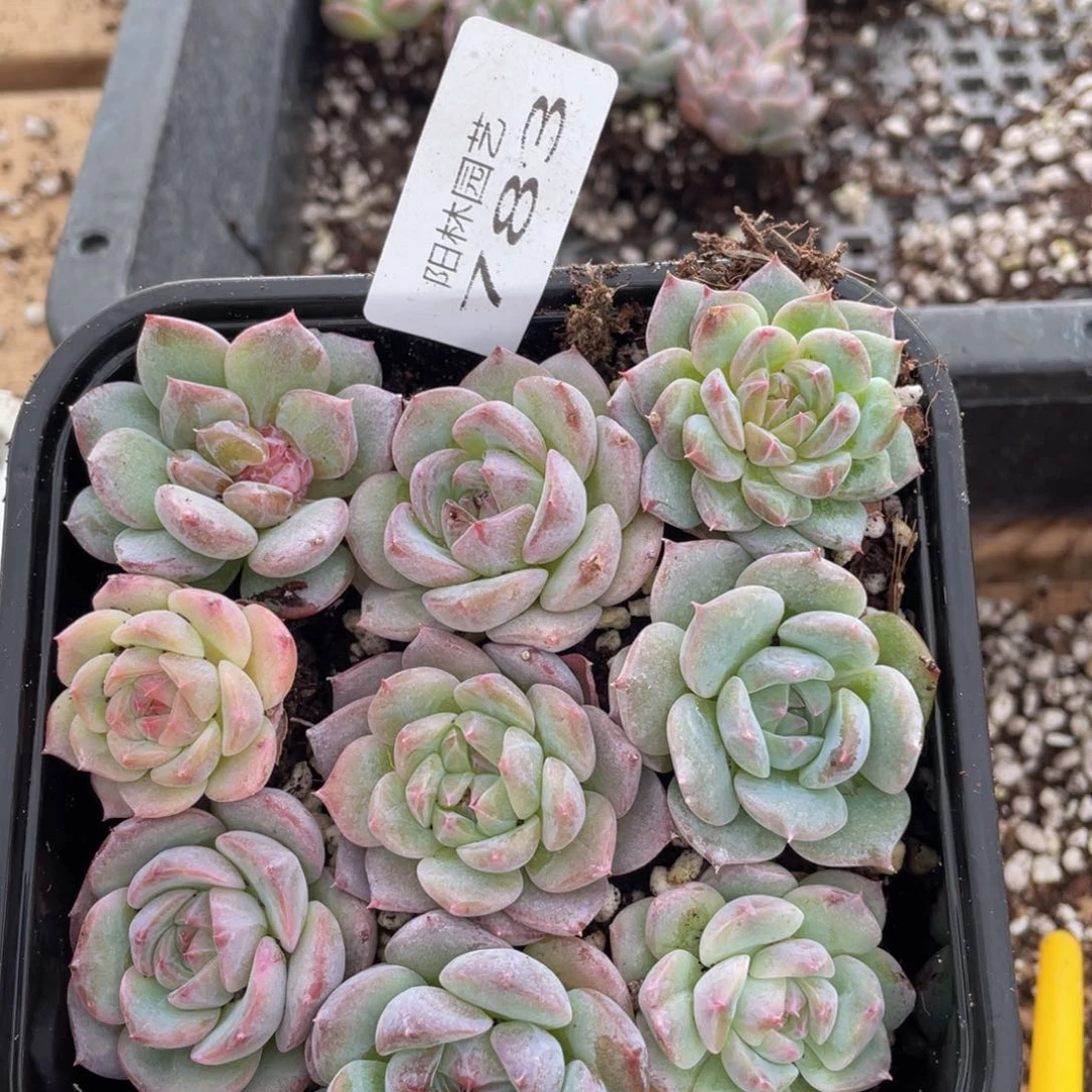 多肉植物多肉植物783