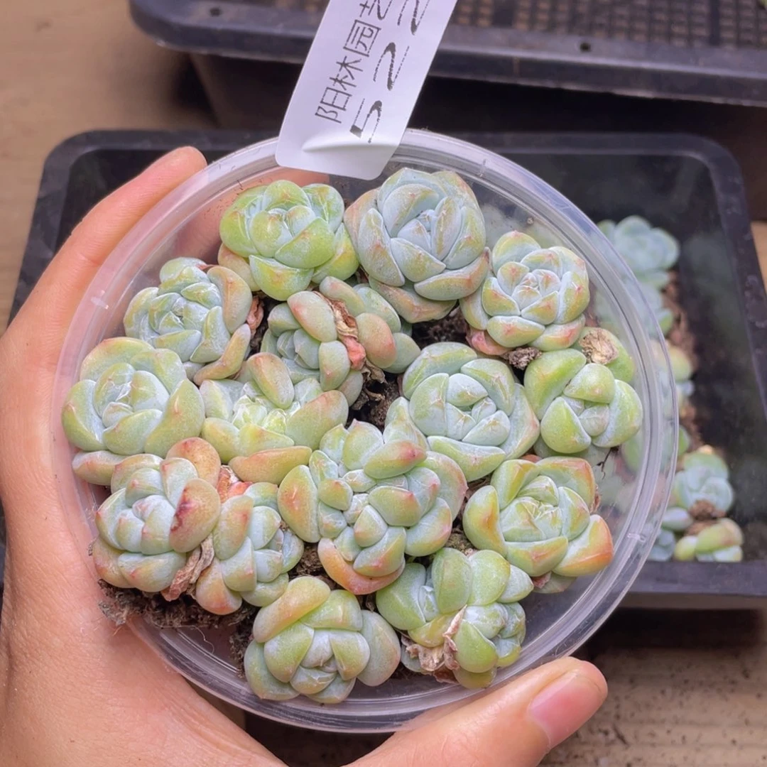 多肉植物多肉植物522