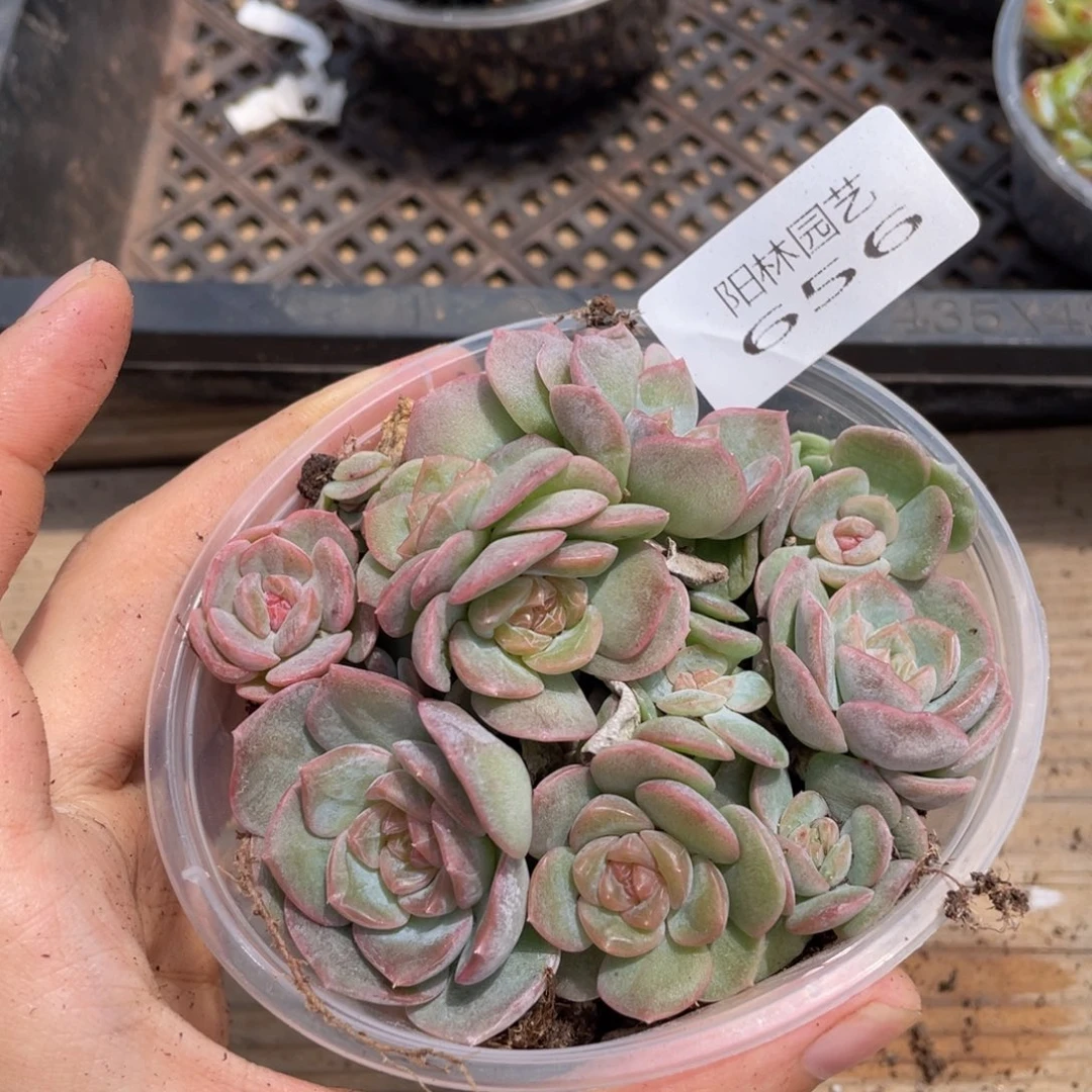 立****制多肉植物多肉植物了656