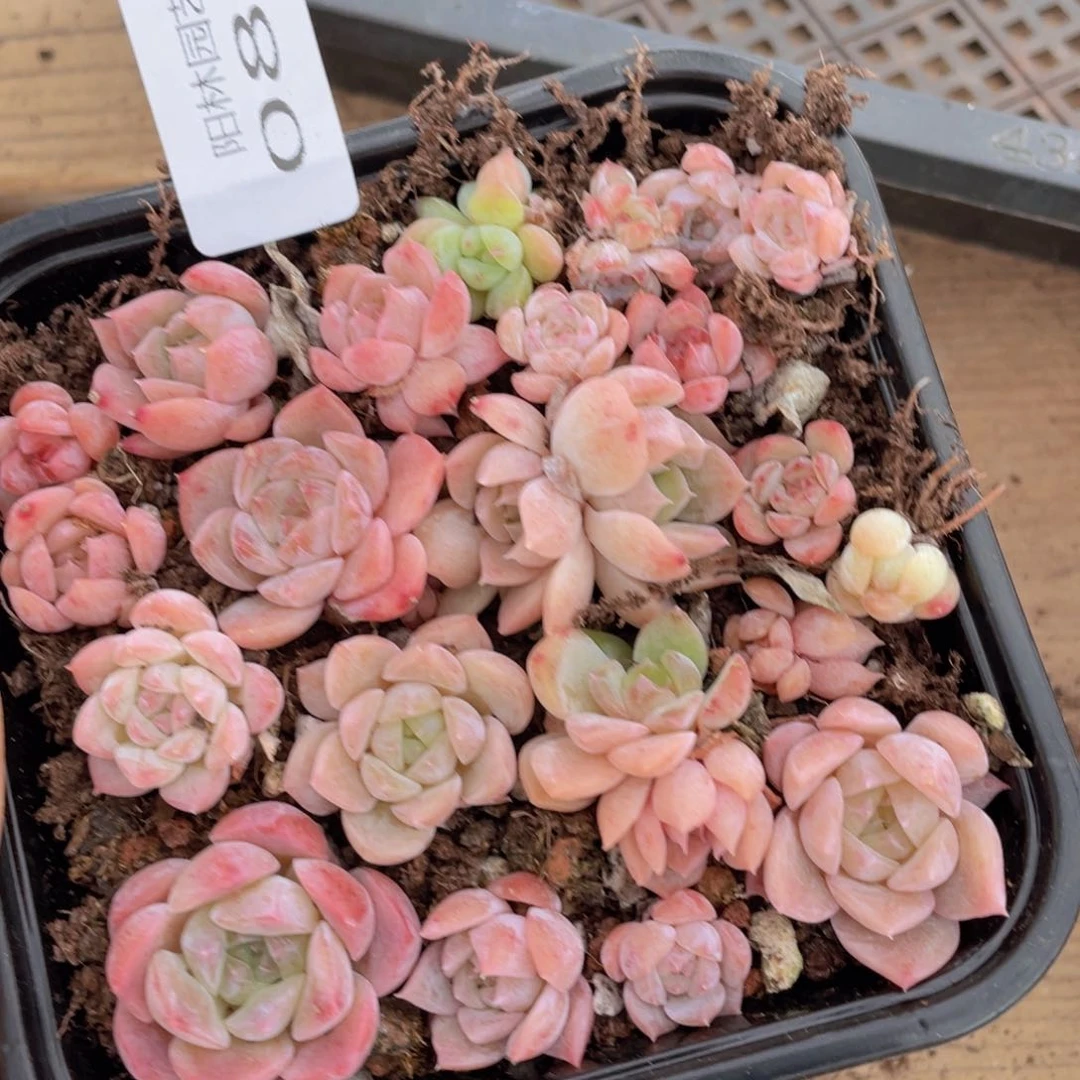 多肉植物多肉植物89