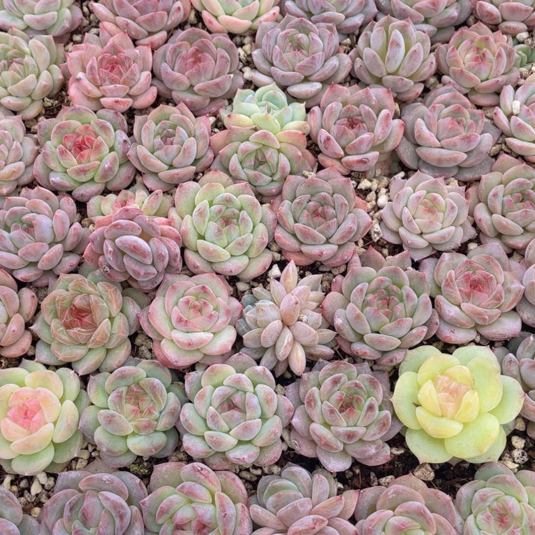 天****）多肉植物多肉植物638