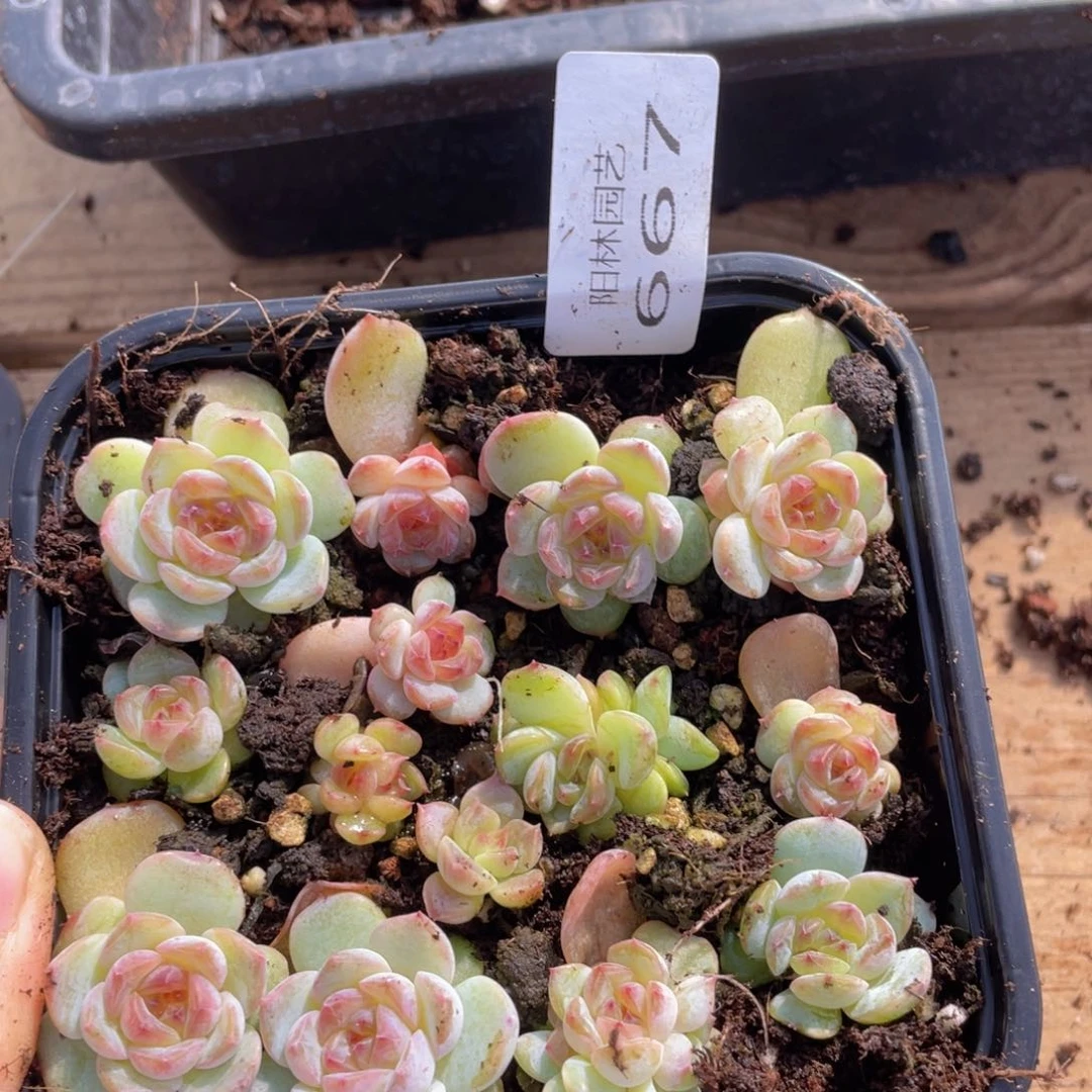 多肉植物多肉植物667