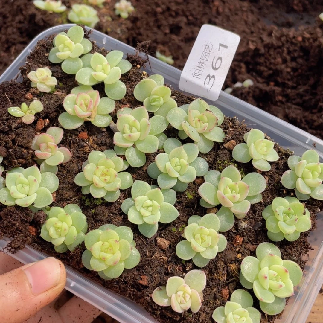 多肉植物多肉植物361