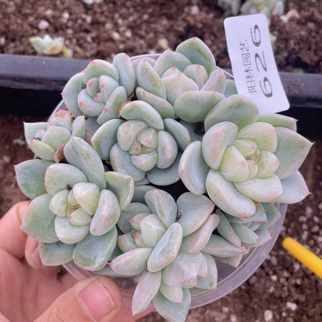 多肉植物多肉植物626