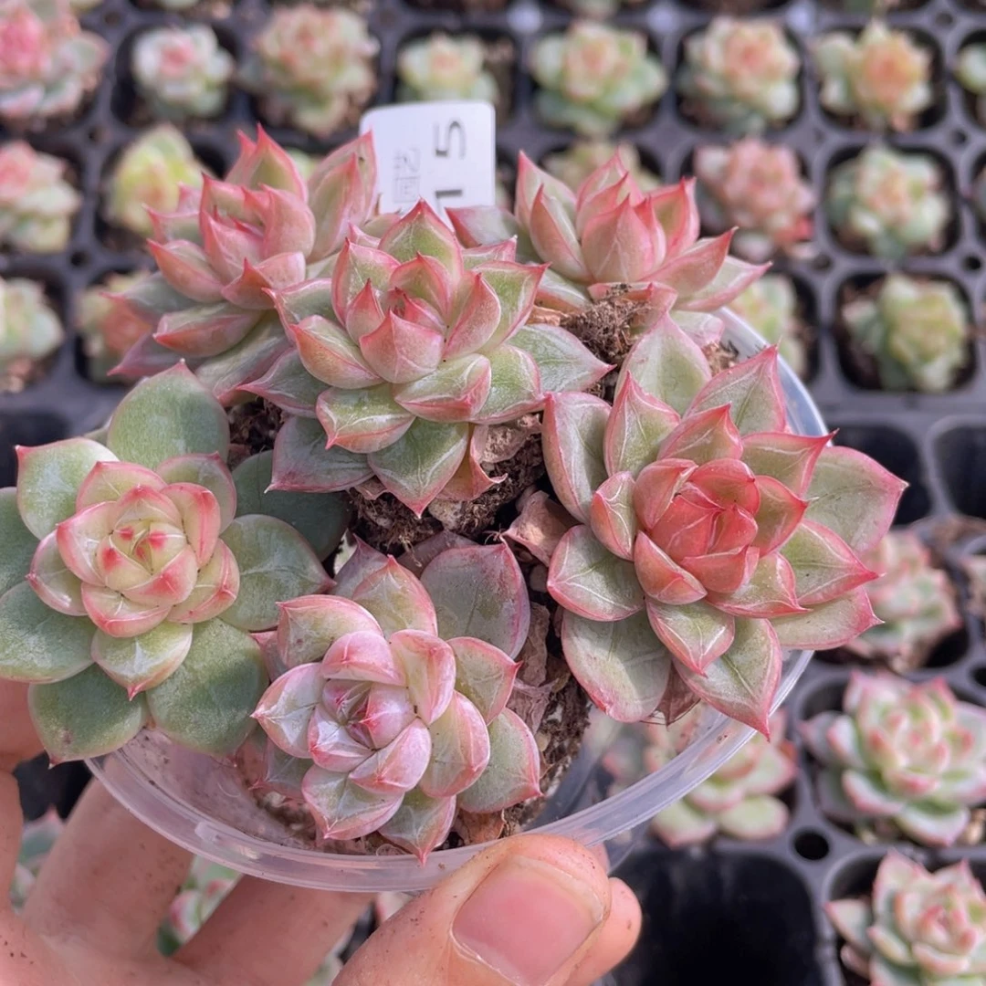 多肉植物多肉植物15