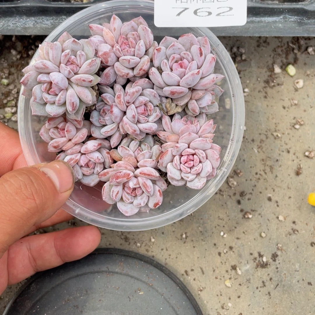 多肉植物多肉植物762