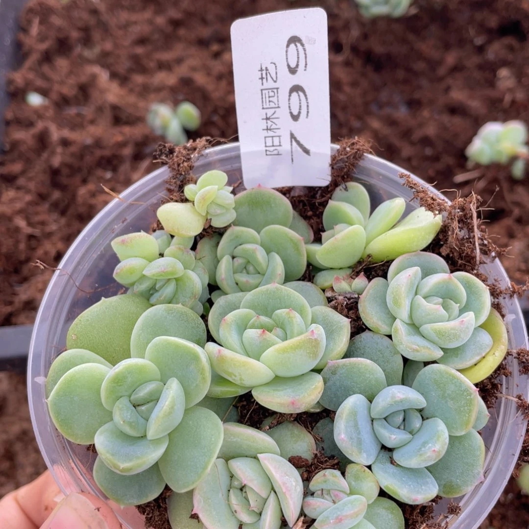 多肉植物多肉植物799