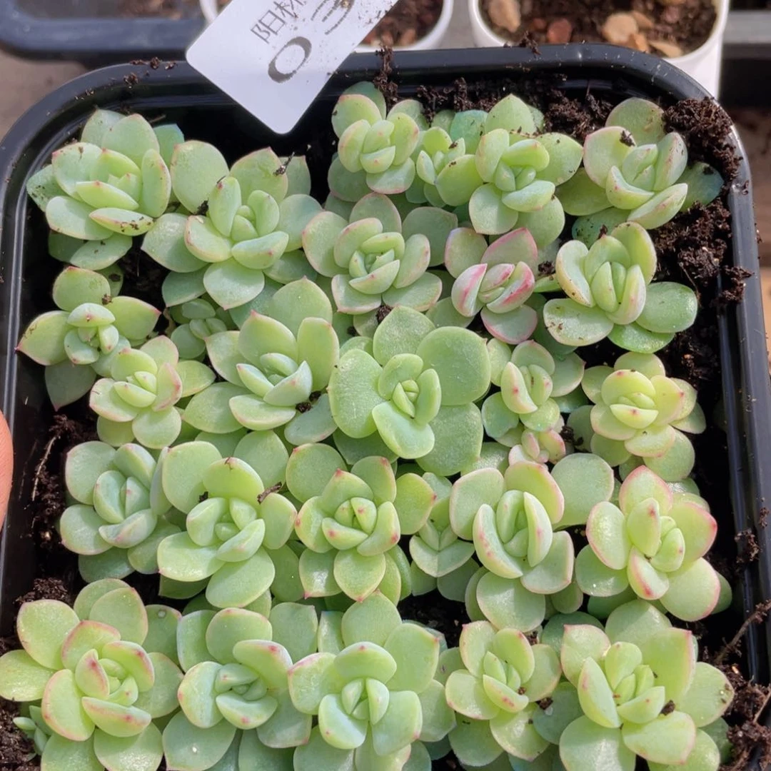 多肉植物多肉植物35