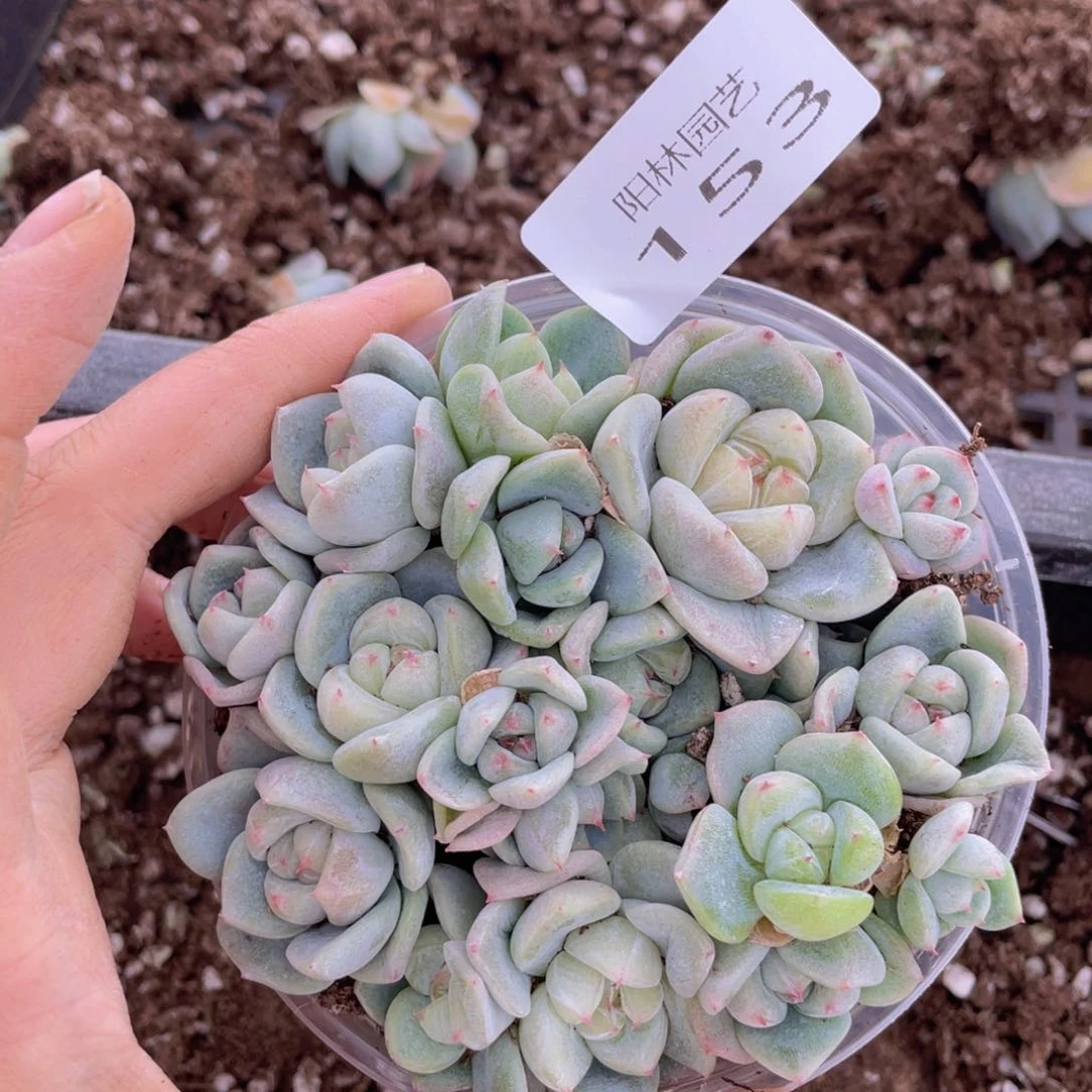 多肉植物多肉植物153