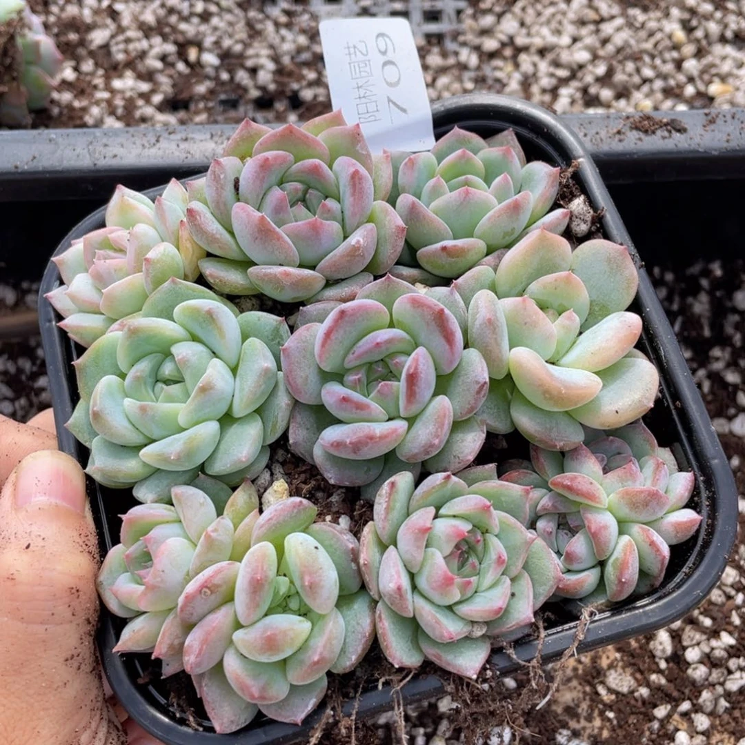 多肉植物多肉植物709