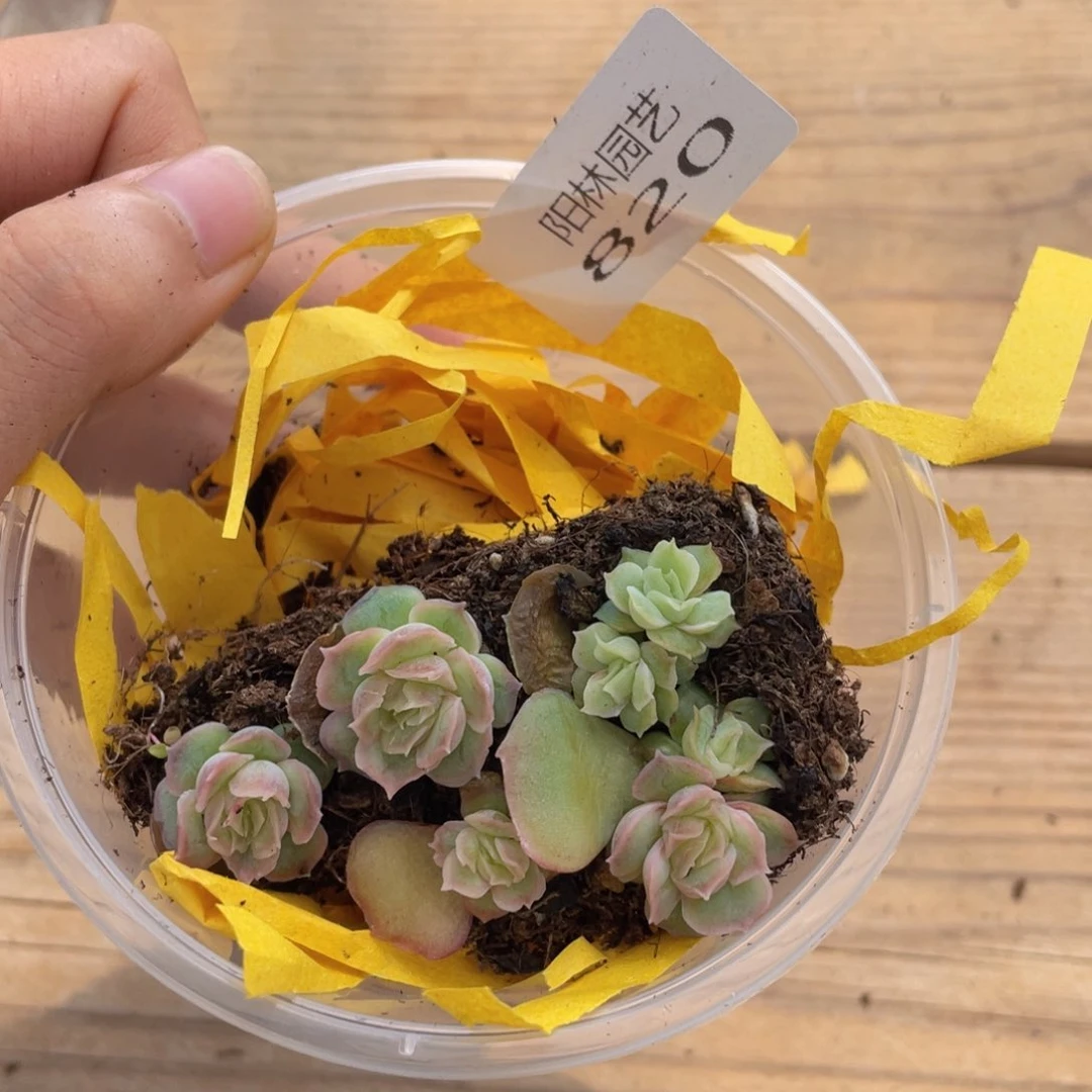 多肉植物多肉植物820