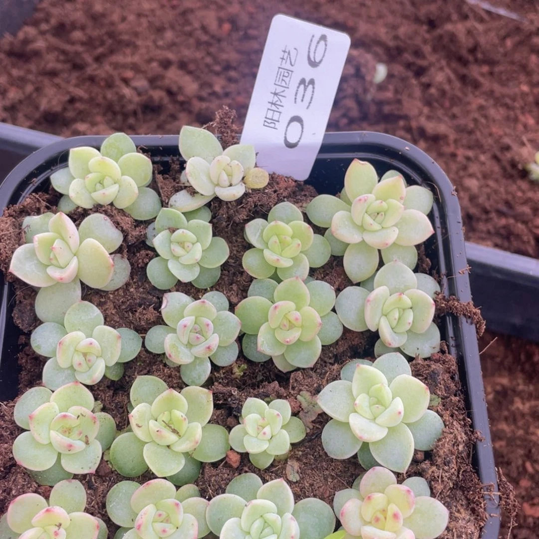 多肉植物多肉植物36