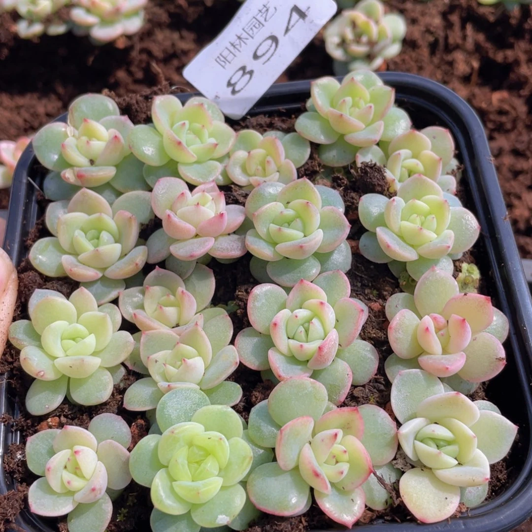 多肉植物多肉植物894