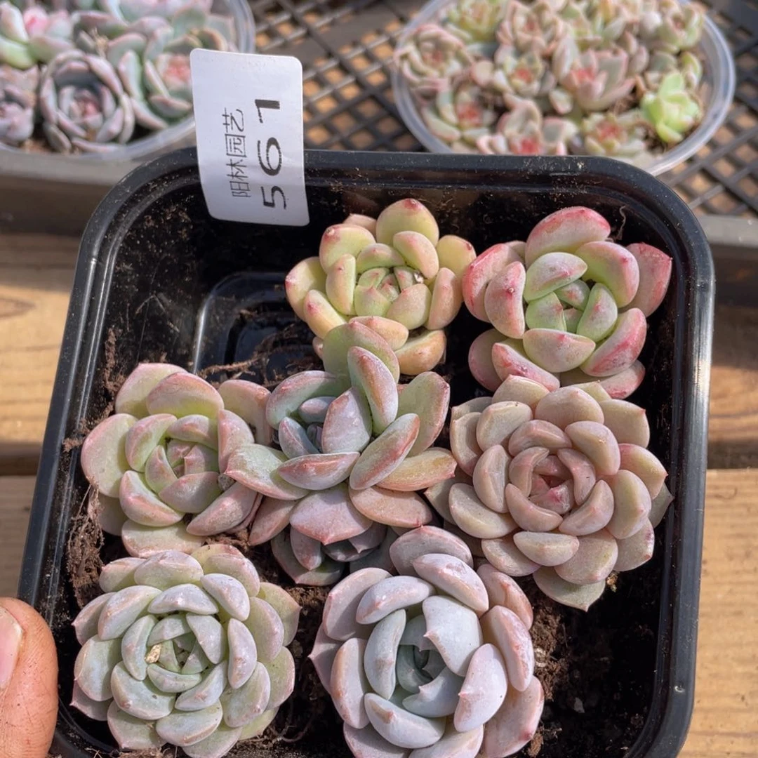 多肉植物多肉植物561