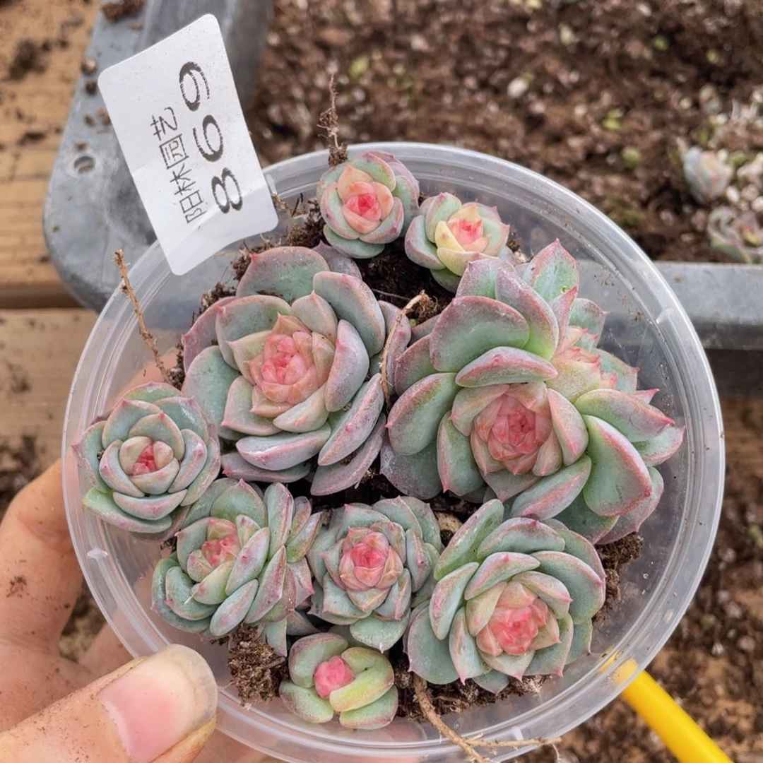 多肉植物多肉植物869