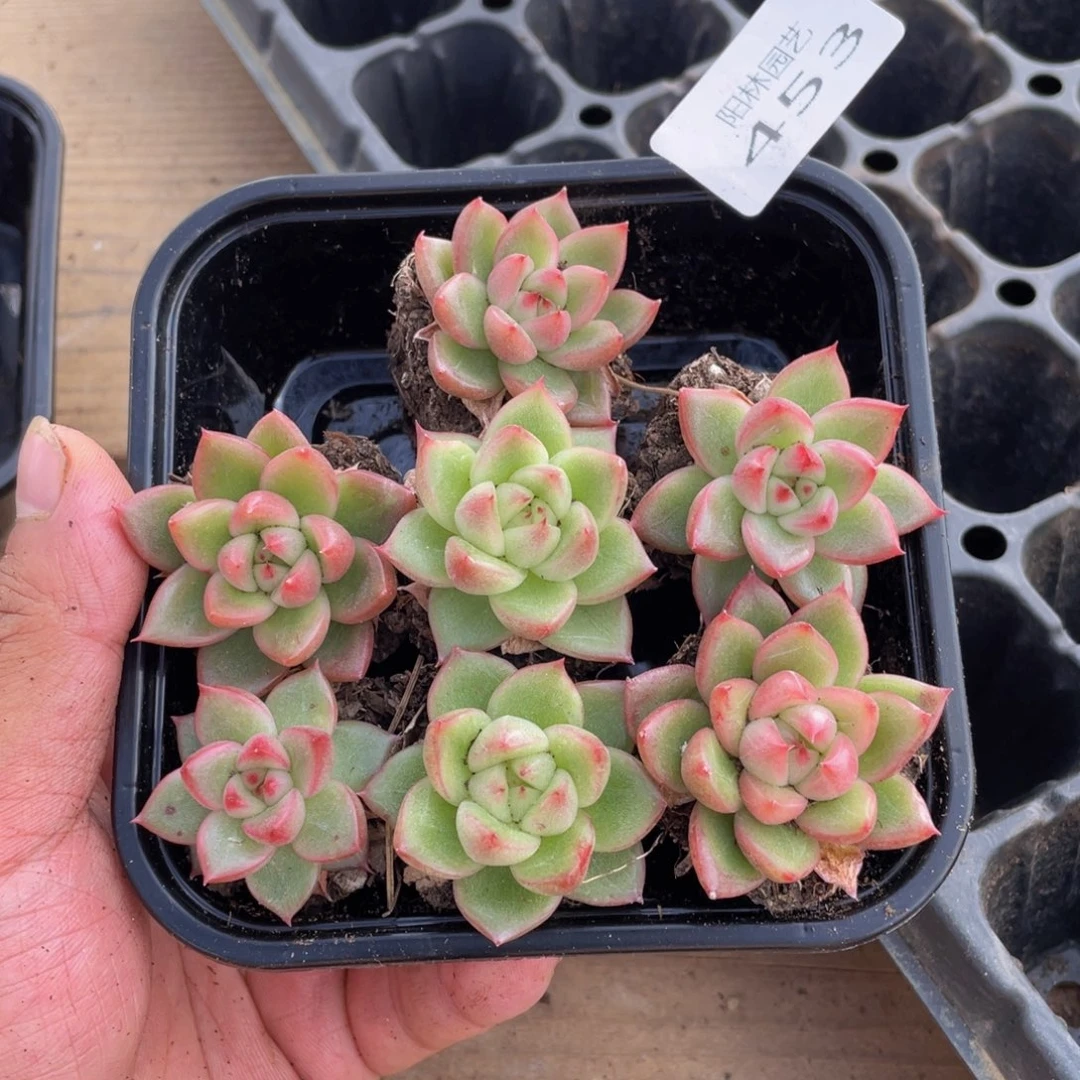 多肉植物多肉植物453