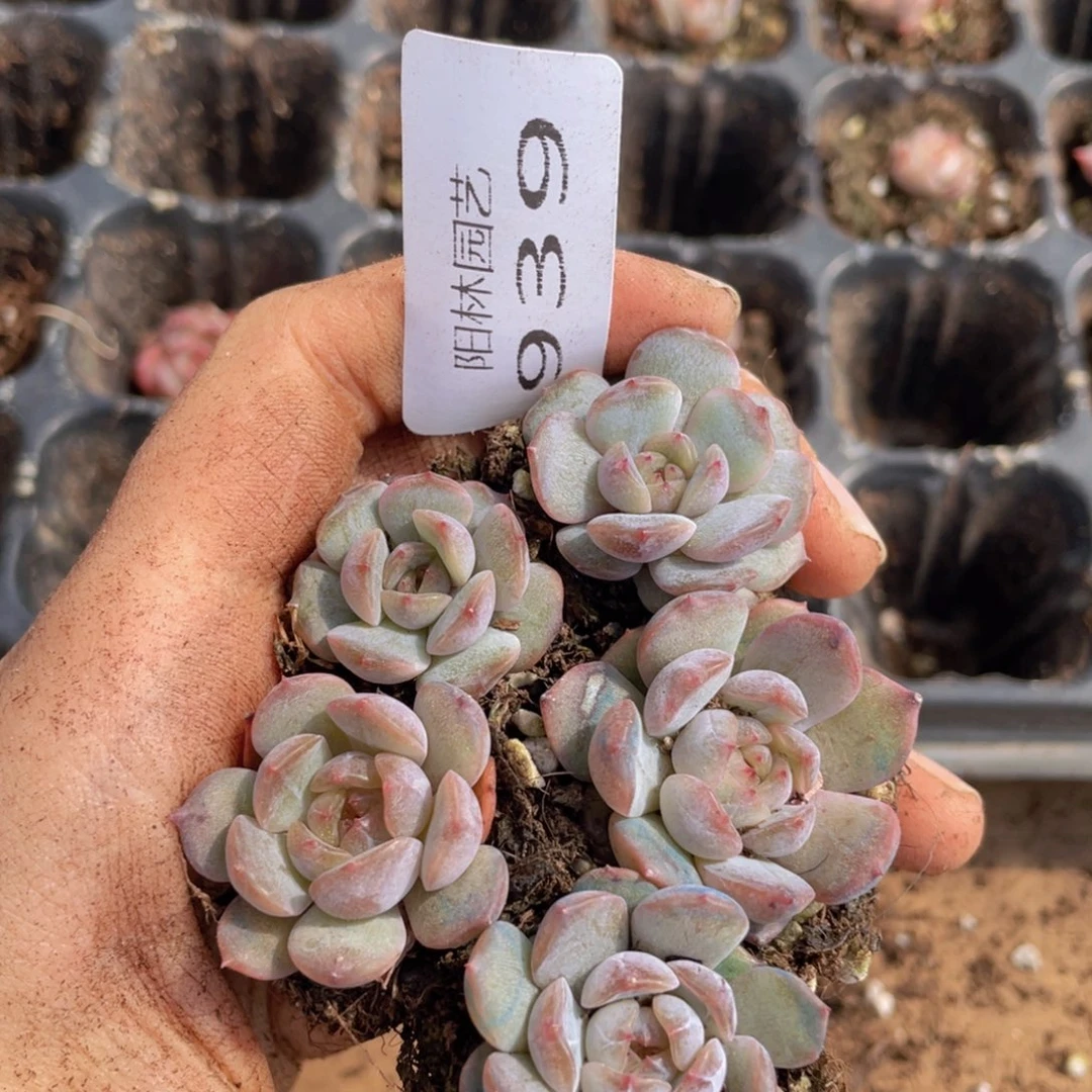 多肉植物多肉植物939