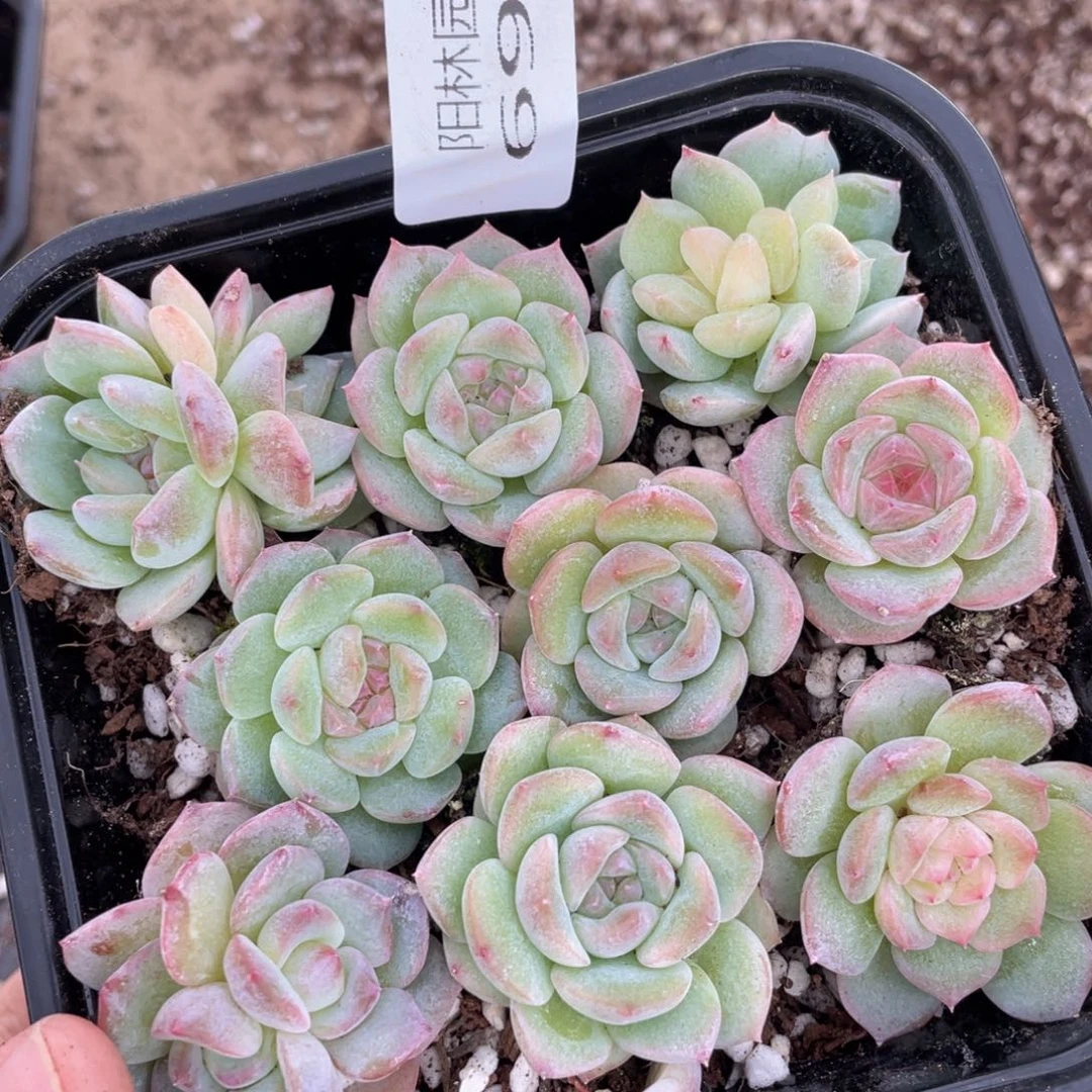 多肉植物多肉植物691