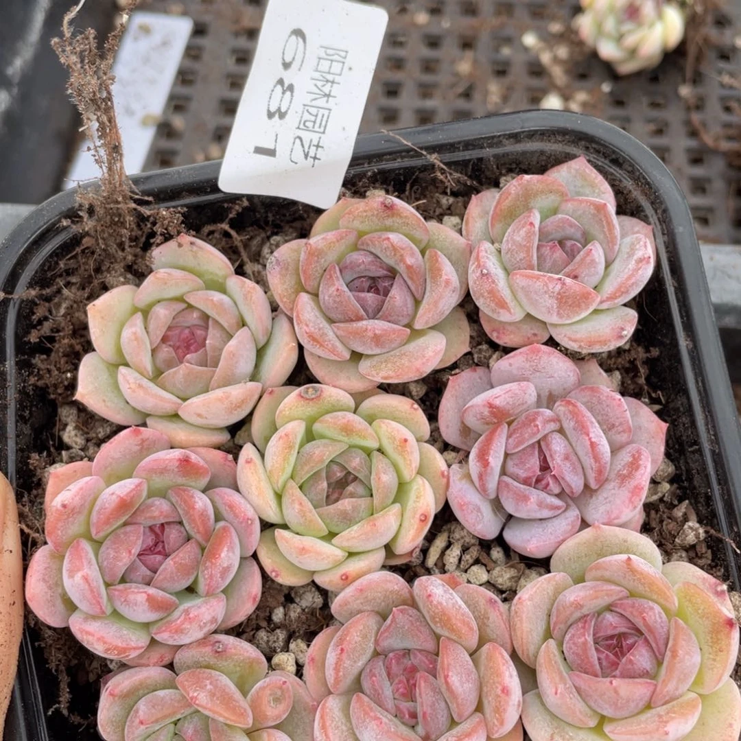 多肉植物多肉植物681
