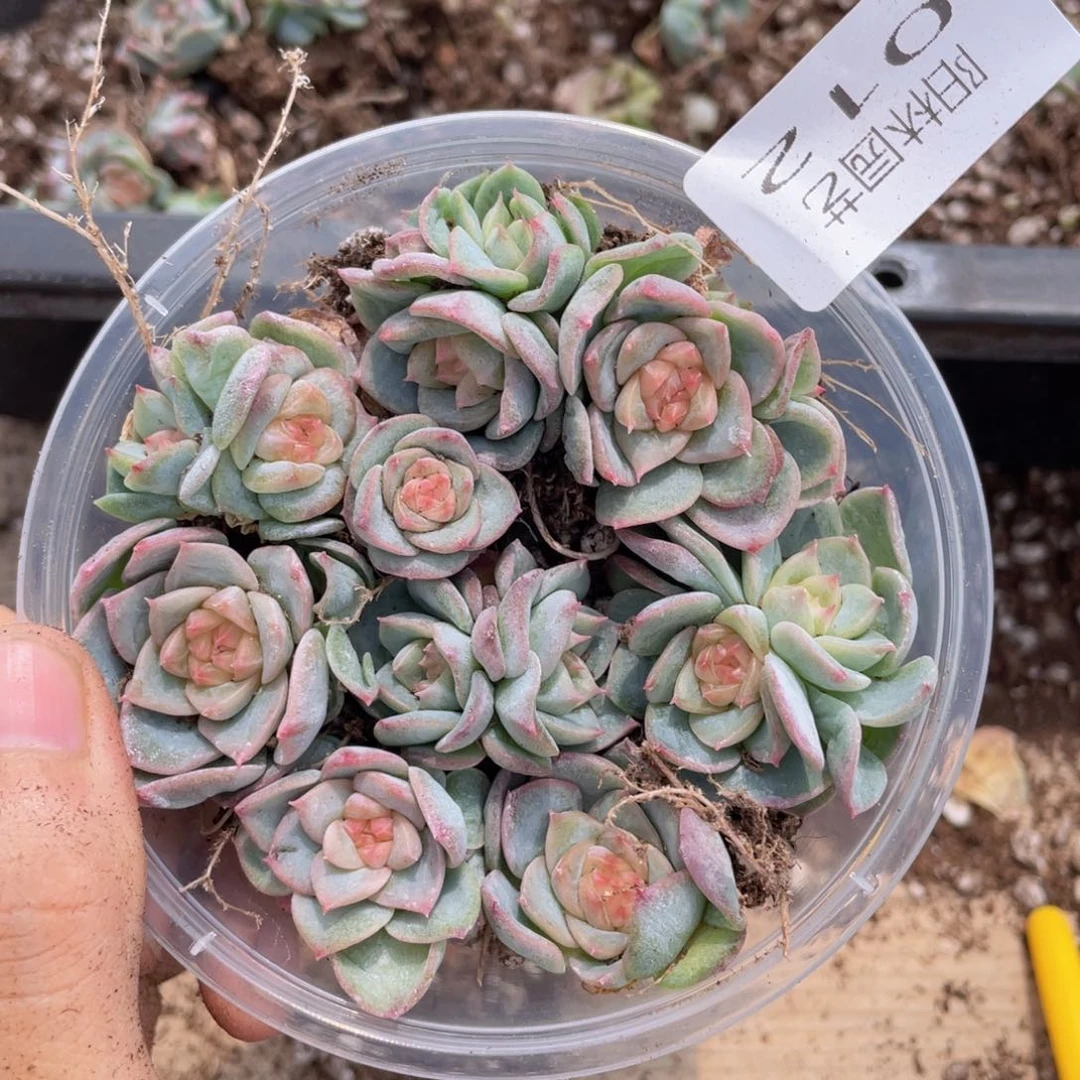 多肉植物多肉植物12