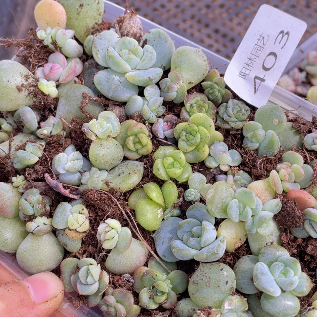 哦**喽多肉植物多肉植物403
